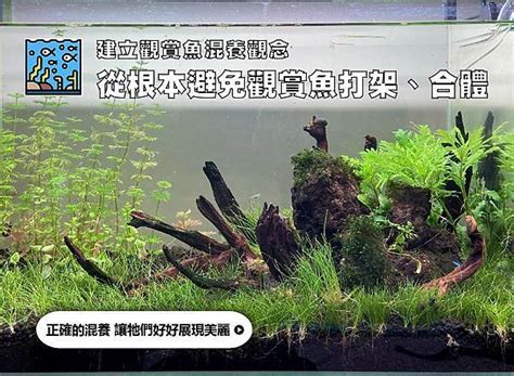 蛇魚好養嗎|千萬別亂買！建立觀賞魚混養觀念｜水族箱姊弟－水族箱裡的那對 